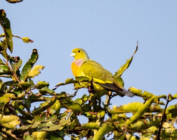 橙胸綠鳩 - ML646829494