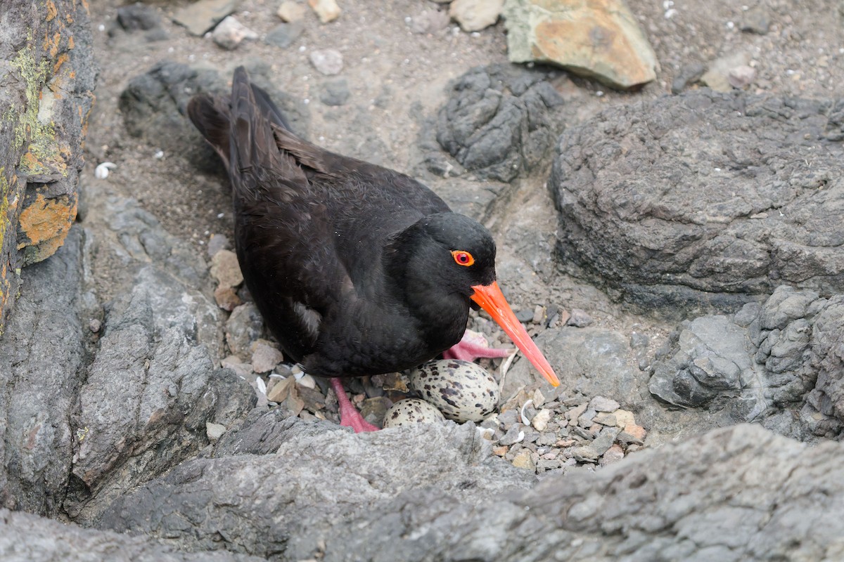Sooty Oystercatcher - ML646829496
