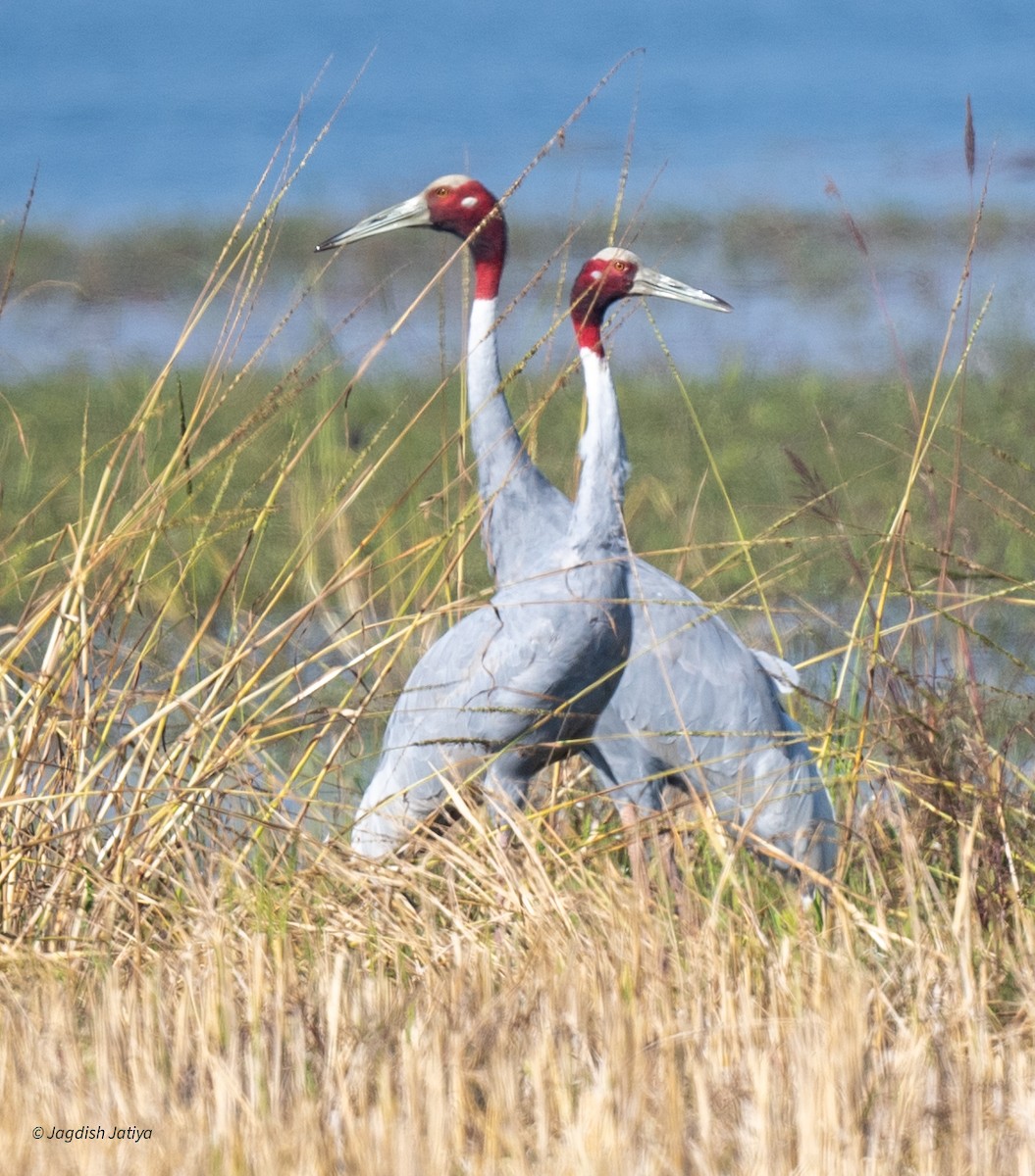Индийский журавль - ML646829500