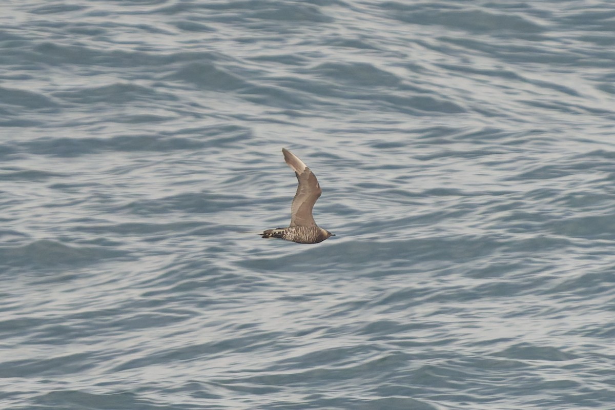 חמסן טפיל - ML646829501