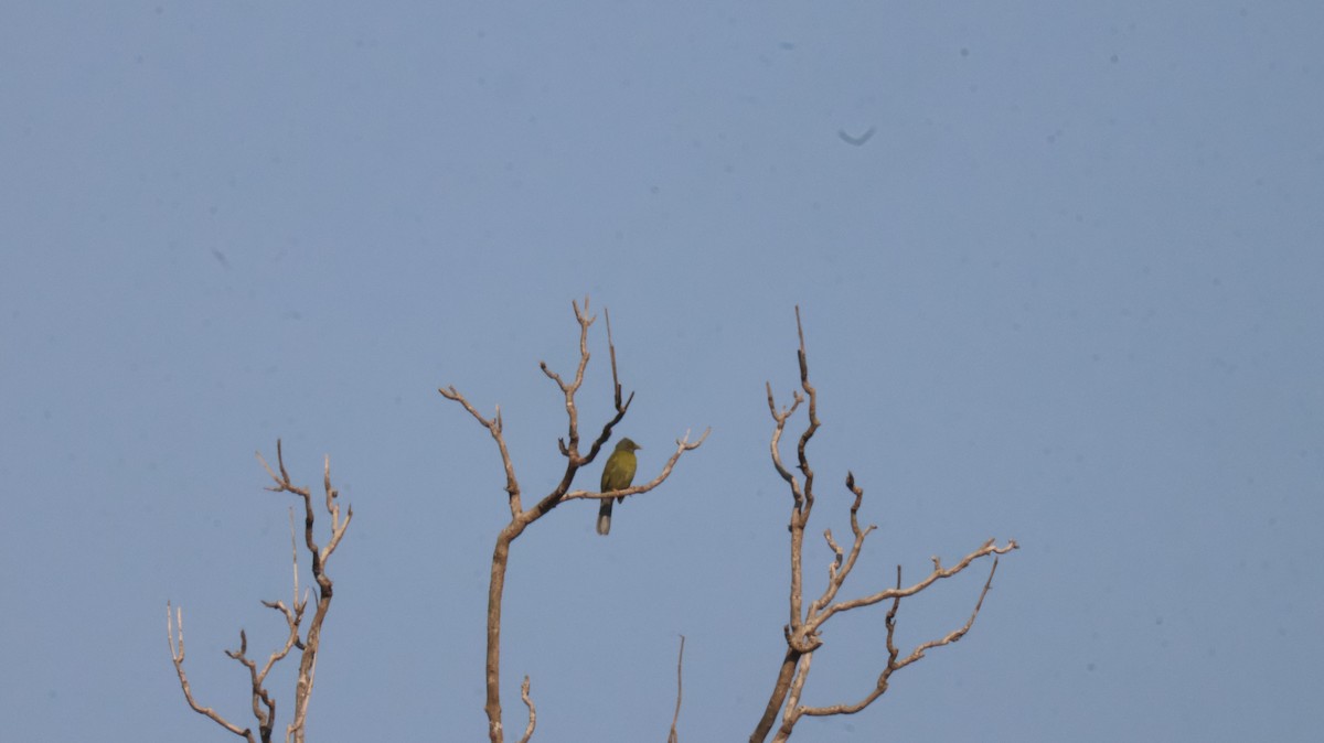 Bulbul Cabecigrís - ML646829503