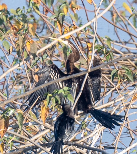 Anhinga roux - ML646829504