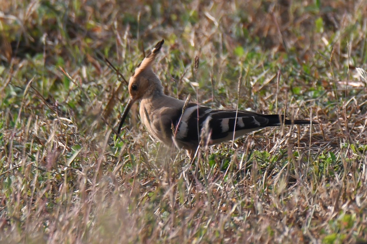 ヤツガシラ - ML646829514