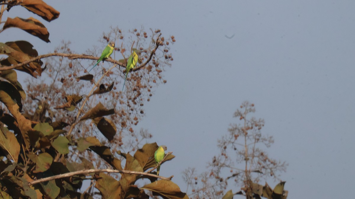 Cotorra Cabeciazul - ML646829515