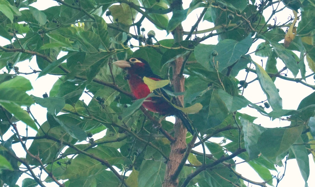 Double-toothed Barbet - ML646829516