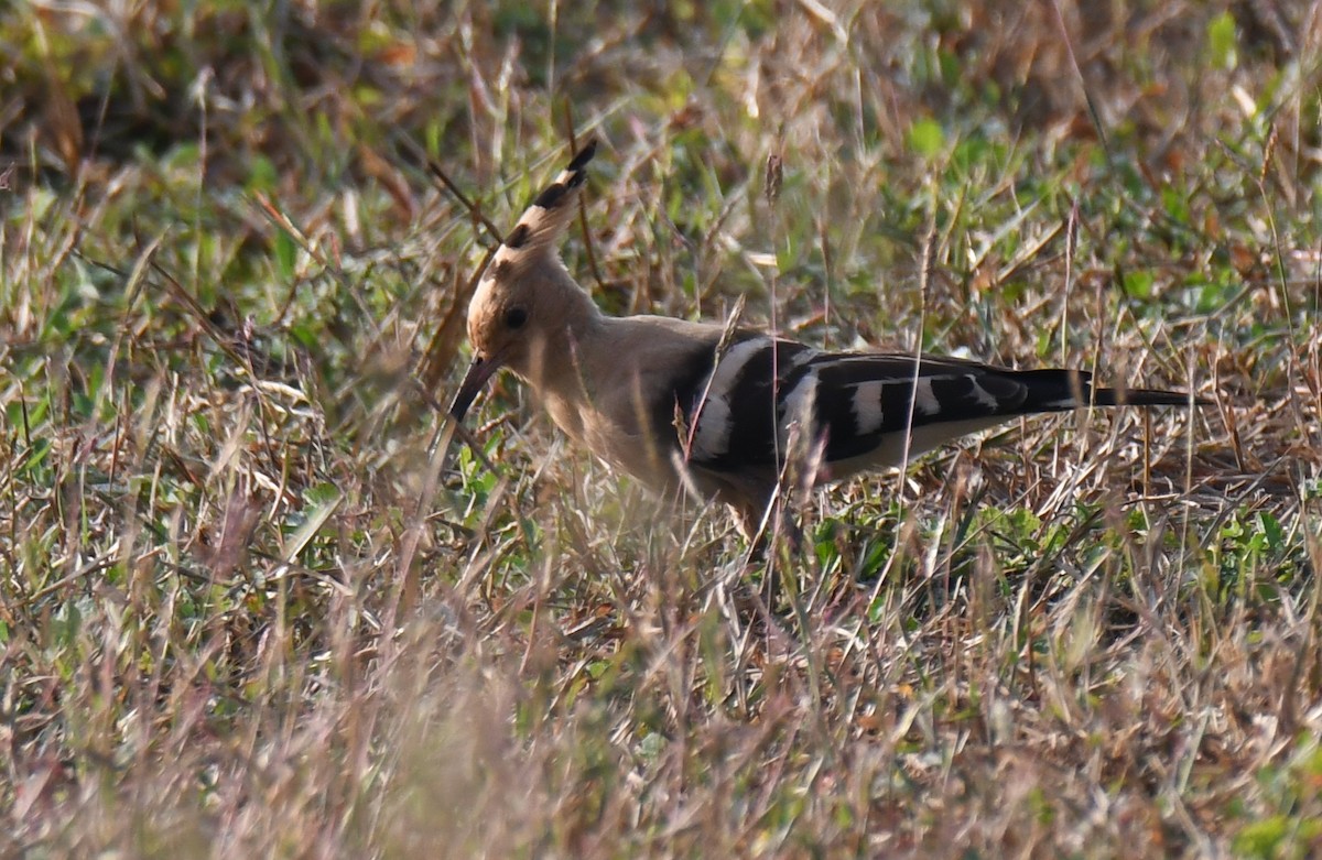 ヤツガシラ - ML646829517