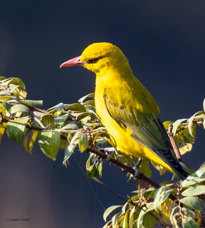 Indian Golden Oriole - ML646829518