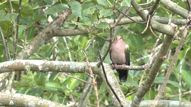 Pacific Emerald Dove - ML646829519