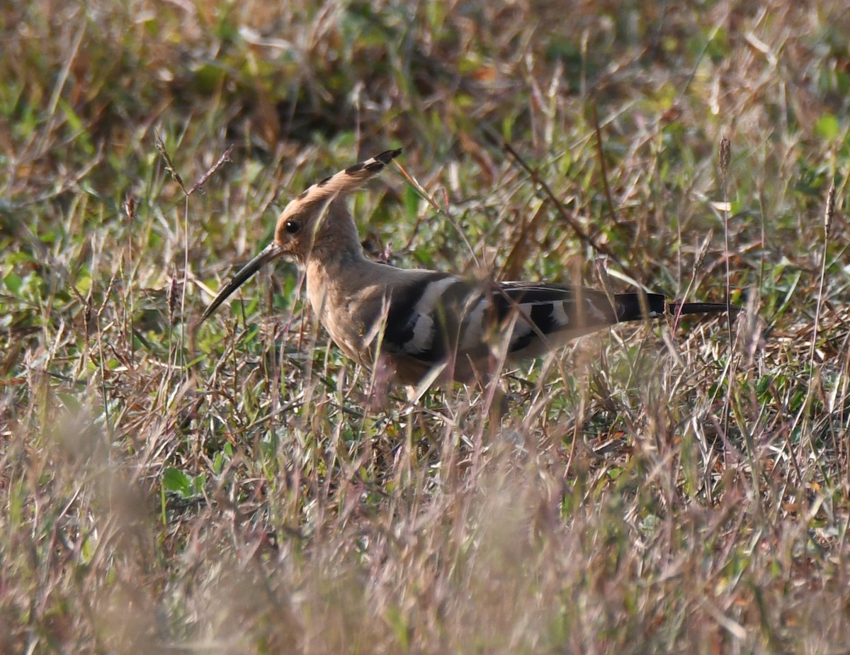 ヤツガシラ - ML646829520