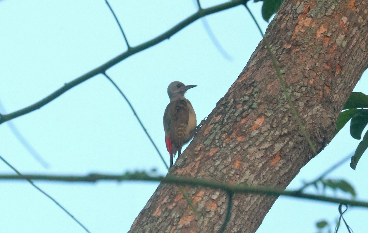 African Gray Woodpecker - ML646829521
