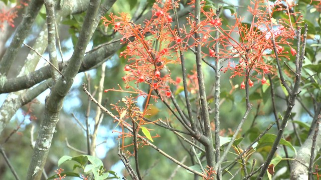 Lewin's Honeyeater - ML646829522
