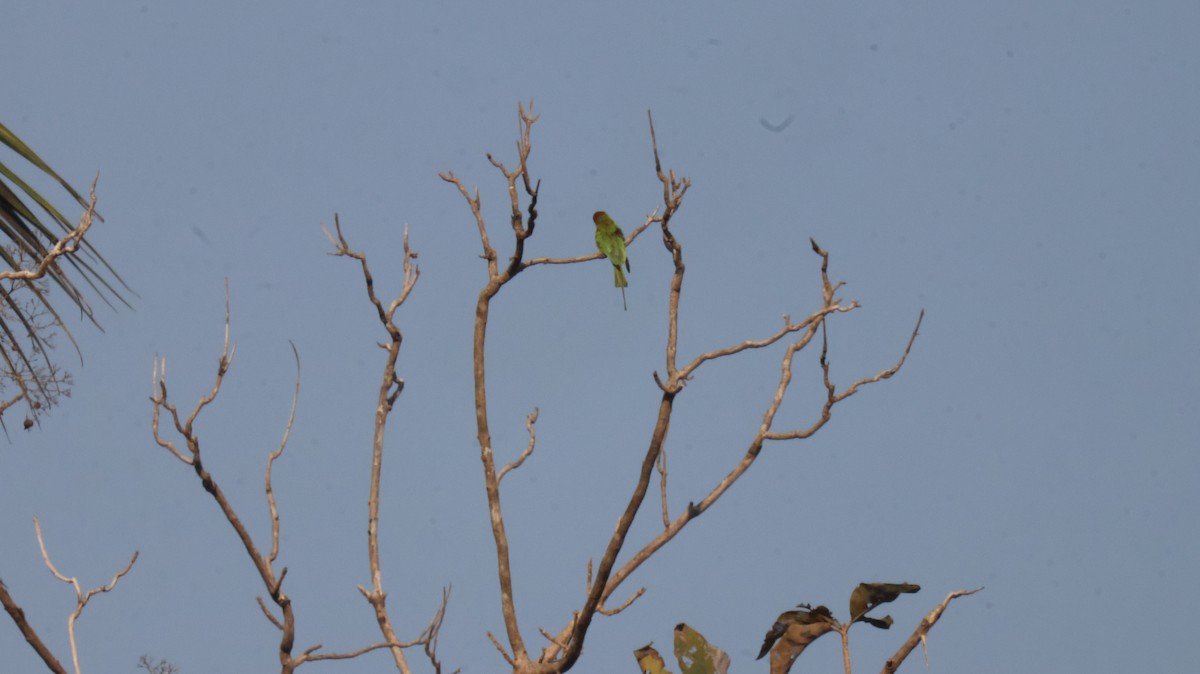 Abejaruco Esmeralda Oriental - ML646829530