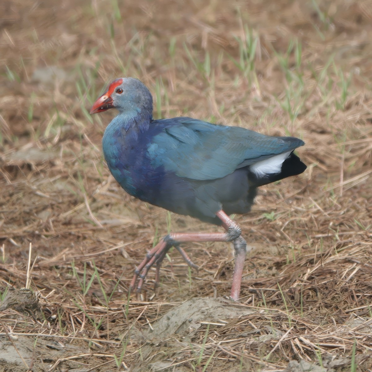 ハイガシラセイケイ - ML646829532