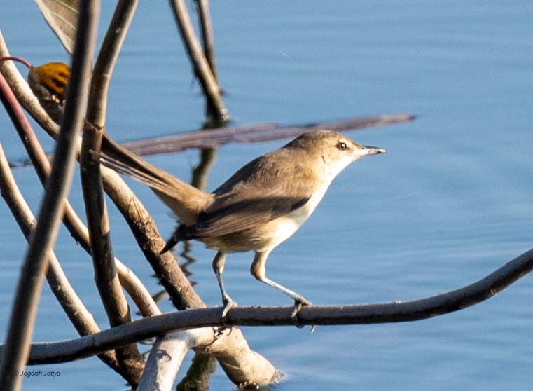 קנית אפריקנית - ML646829535