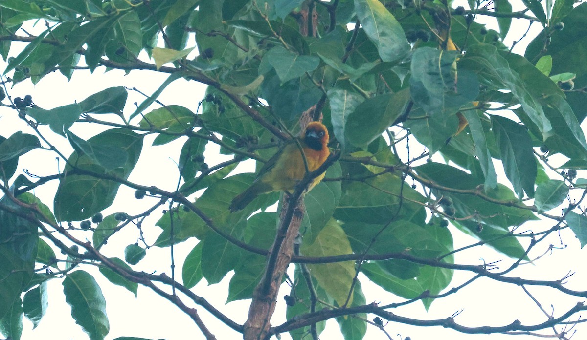 Olive-naped Weaver - ML646829536