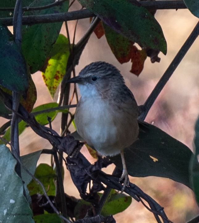 Common Babbler - ML646829540