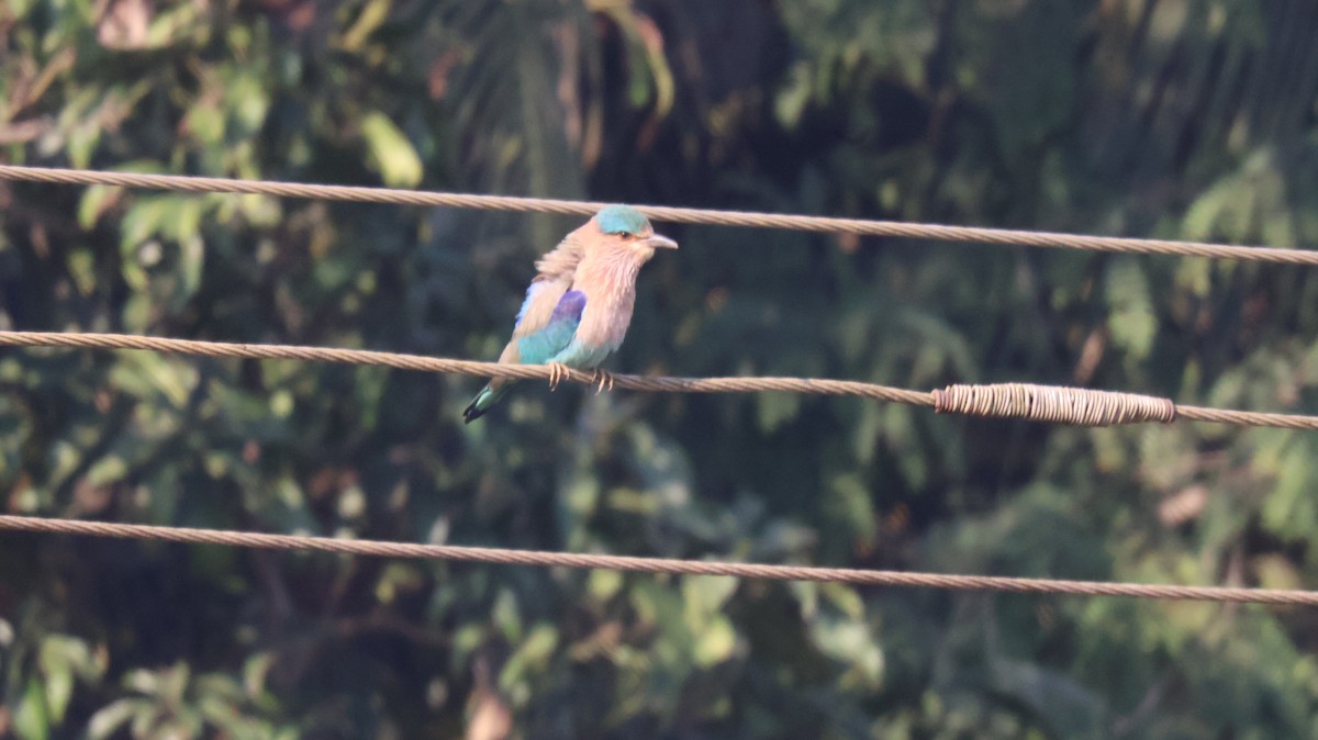 Carraca India - ML646829545