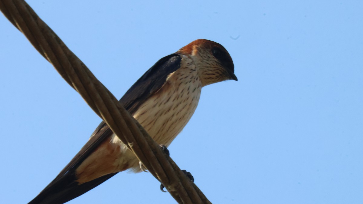 Golondrina Dáurica Oriental - ML646829548