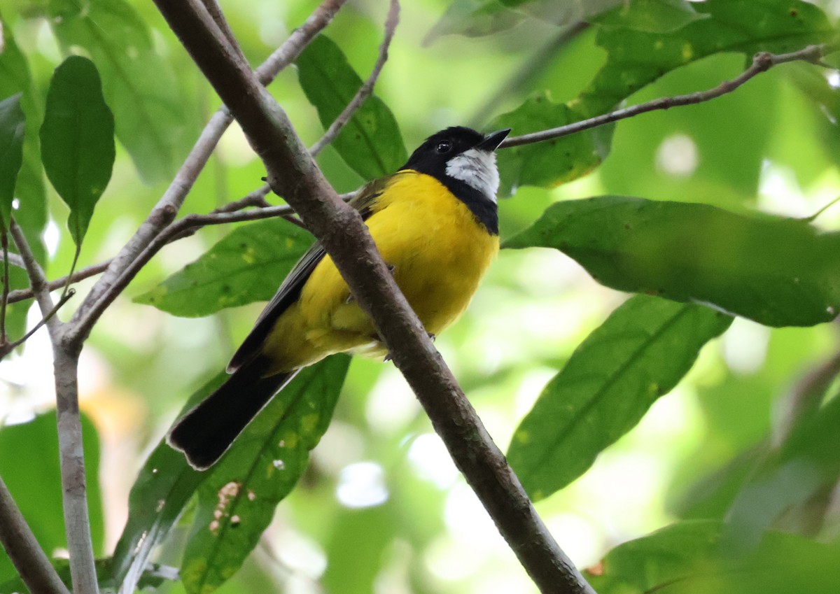 Golden Whistler (Eastern) - ML646829562