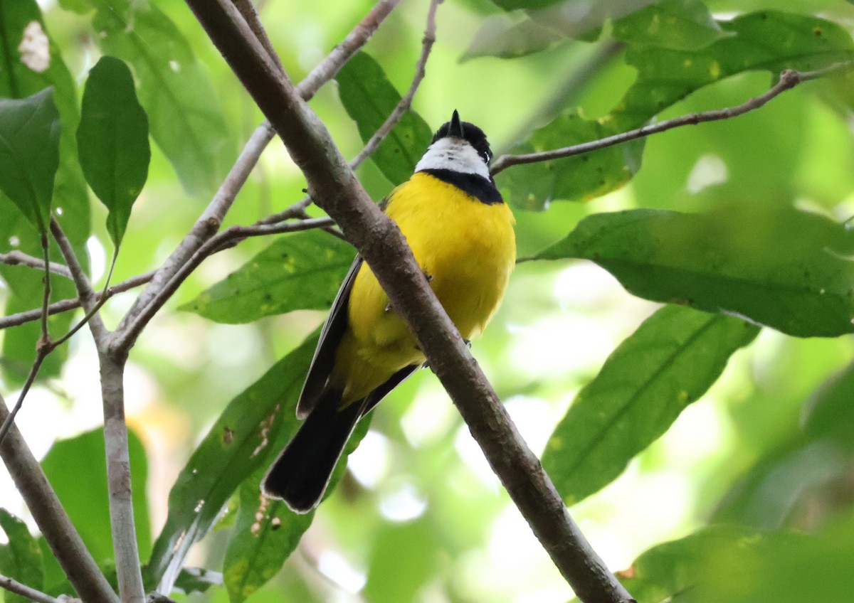 Golden Whistler (Eastern) - ML646829563