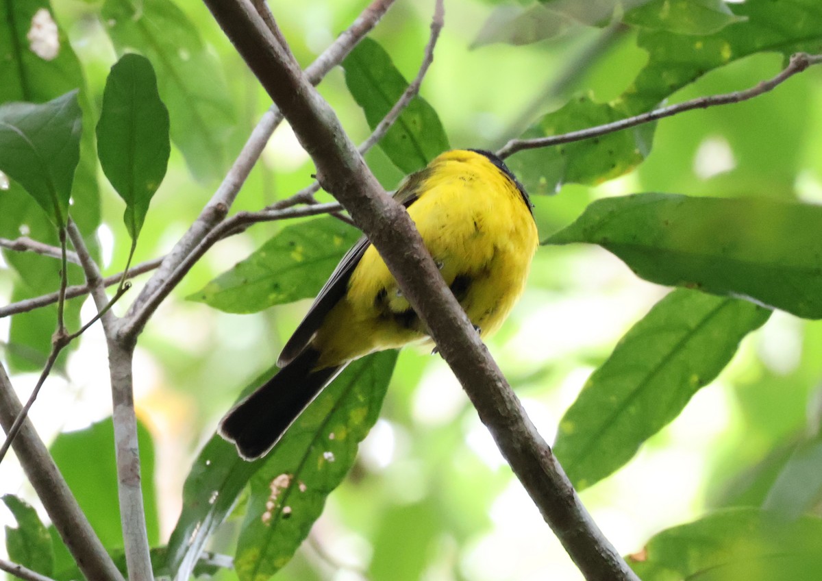 Golden Whistler (Eastern) - ML646829564