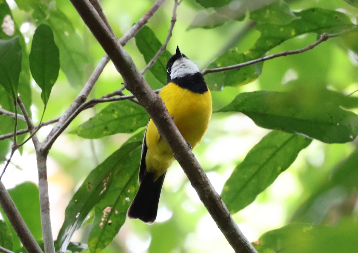 Golden Whistler (Eastern) - ML646829565