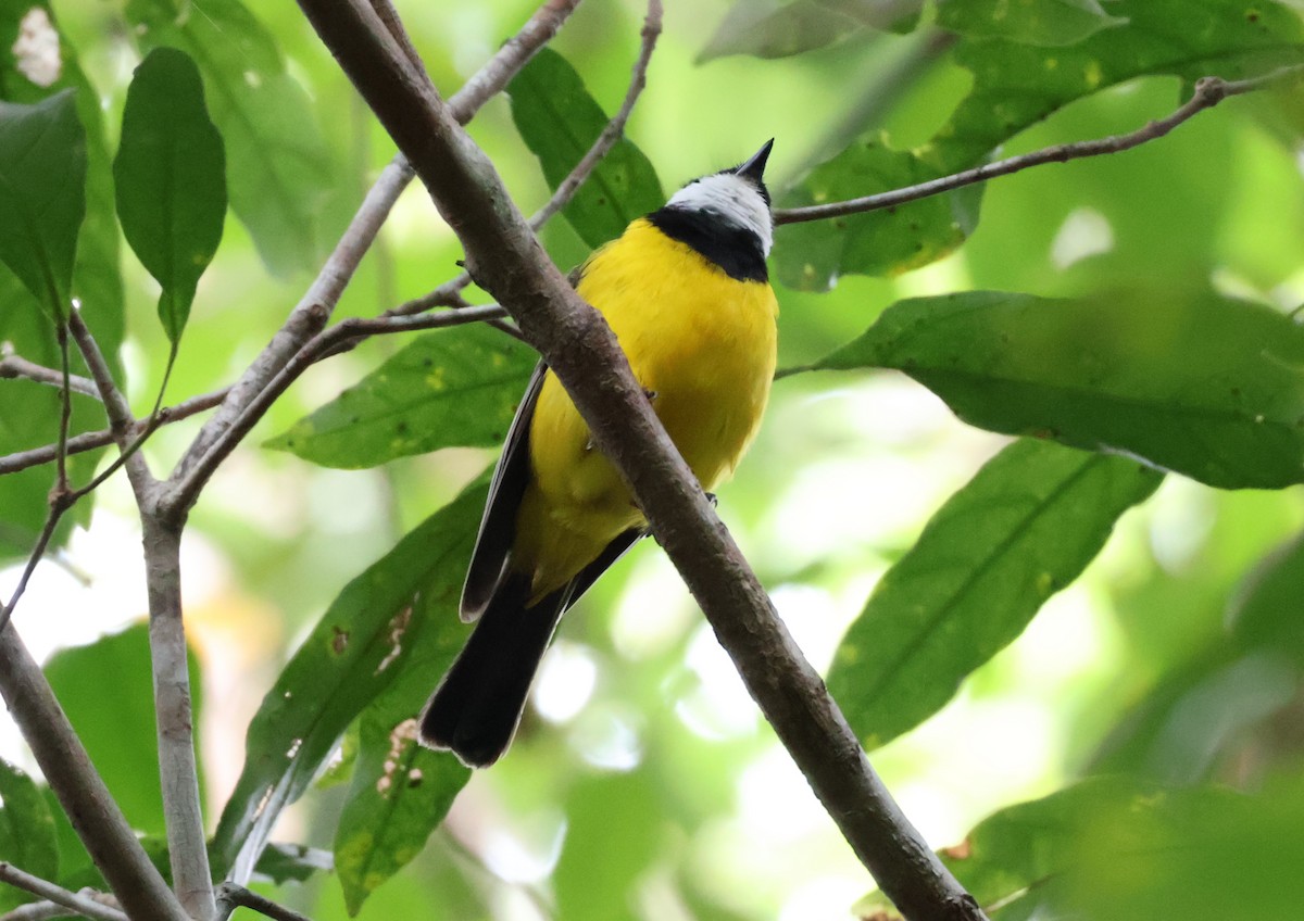 Golden Whistler (Eastern) - ML646829566