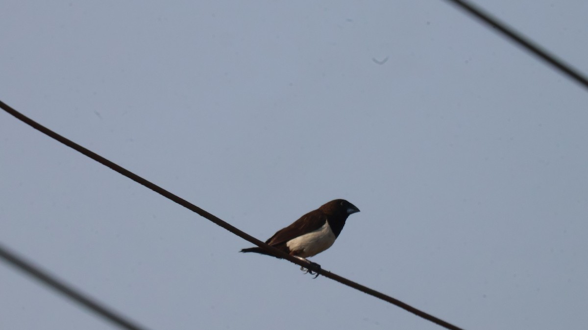 Capuchino Culiblanco - ML646829567