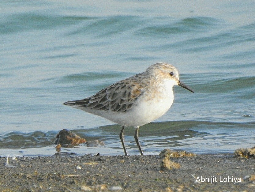 Little Stint - ML646829568