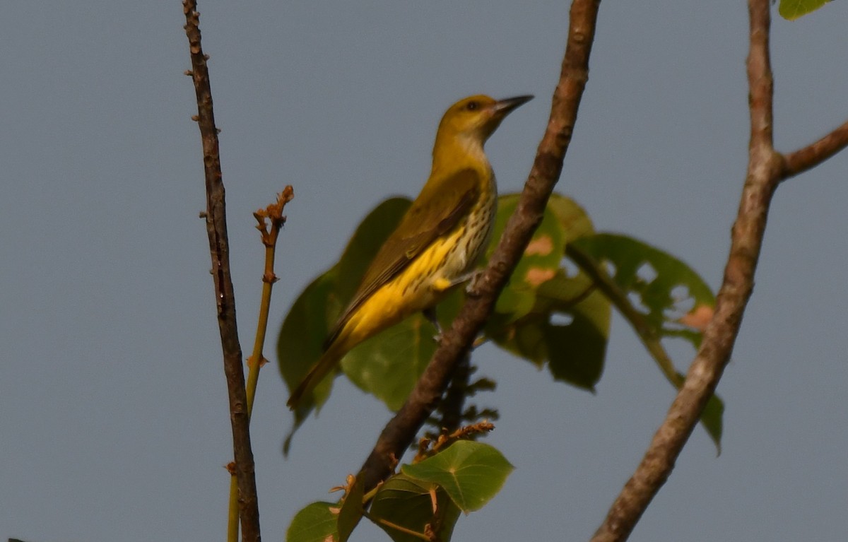 Indian Golden Oriole - ML646829569