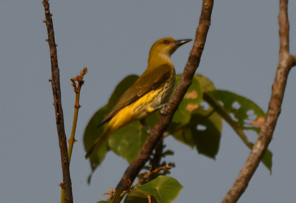 Indian Golden Oriole - ML646829570