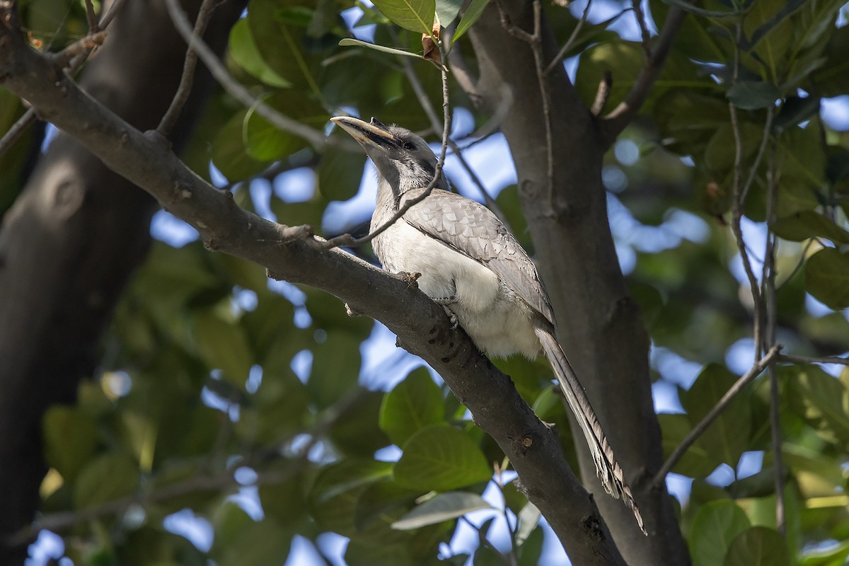 Токо індійський - ML646829571