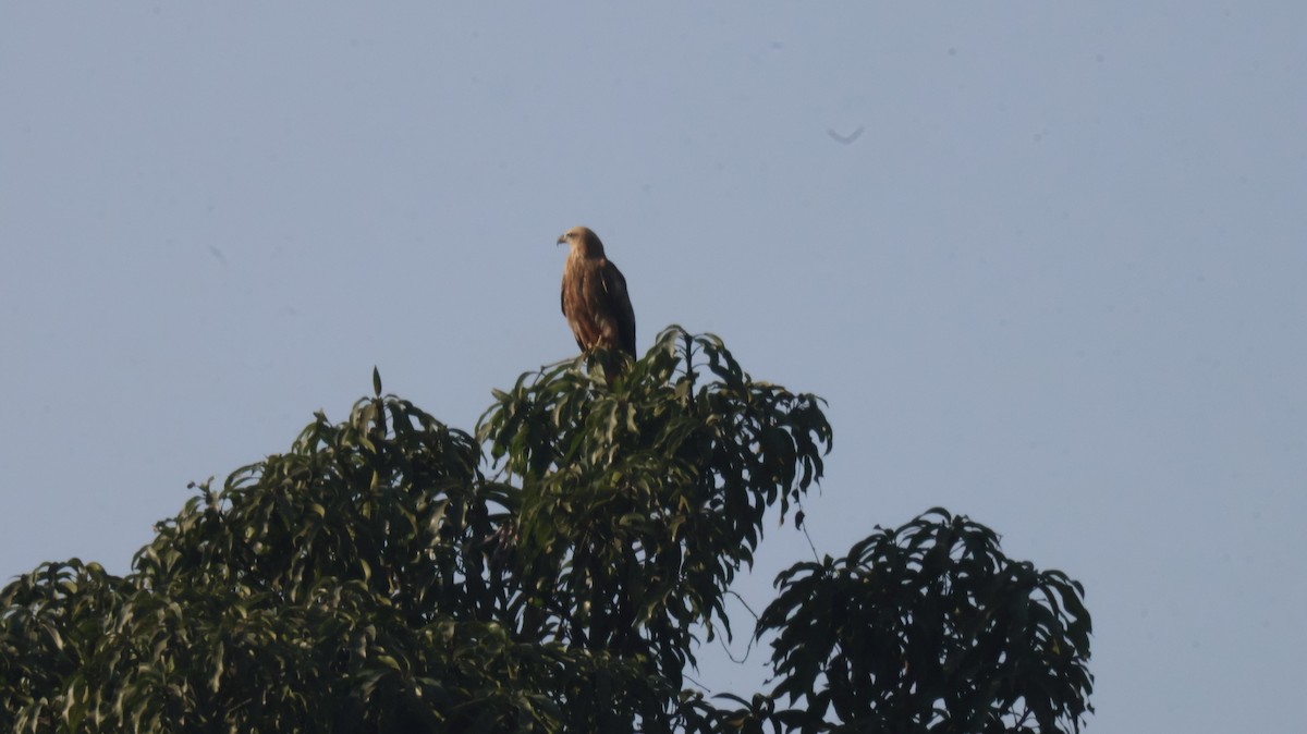 Milano Brahmán - ML646829572