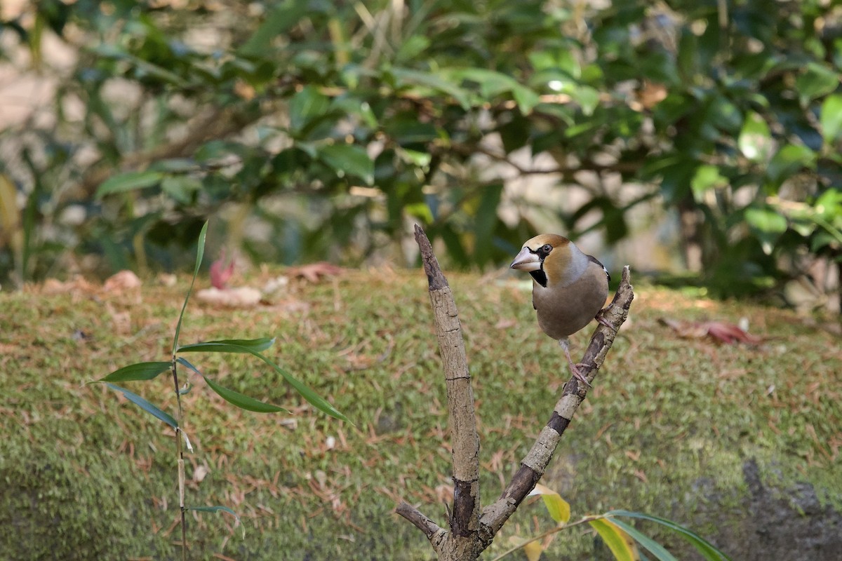 Костогриз - ML646829573