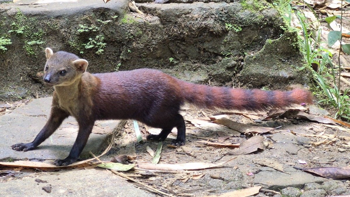 Ring-tailed Vontsira - ML646829574