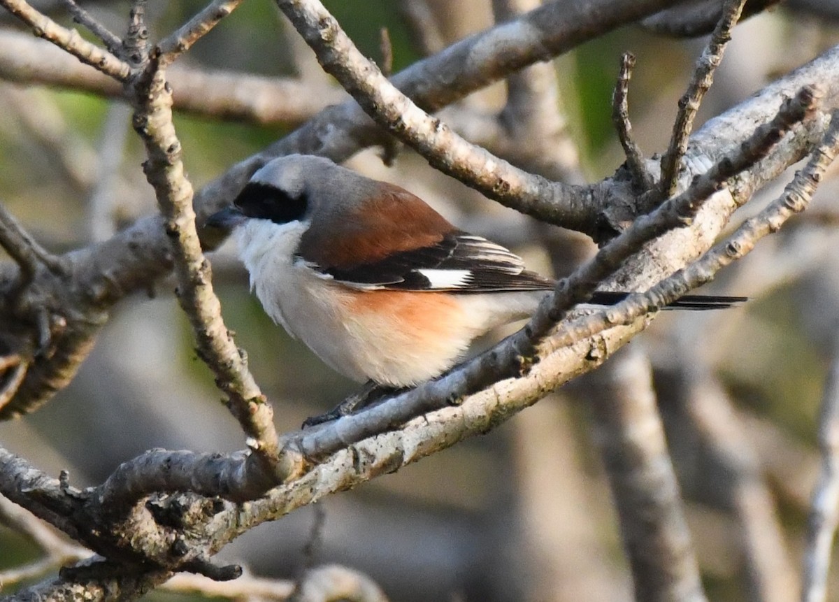 Pie-grièche à bandeau - ML646829575