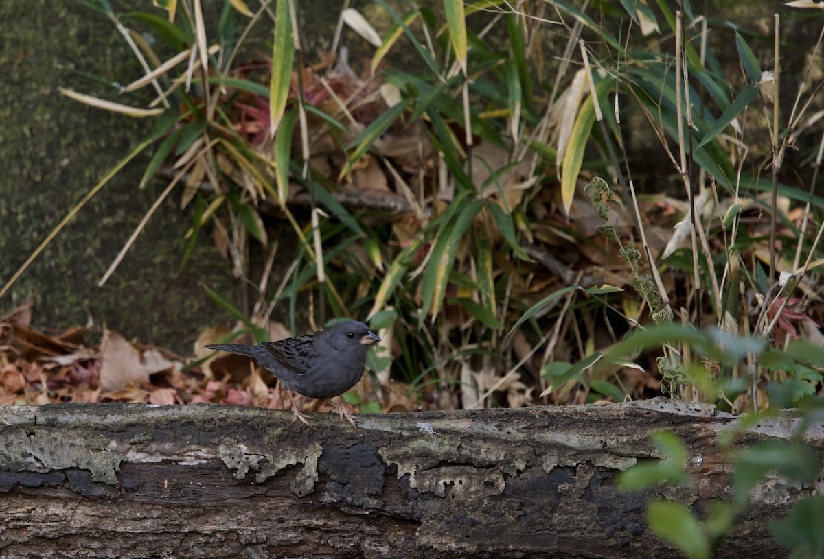 Вівсянка сиза - ML646829576