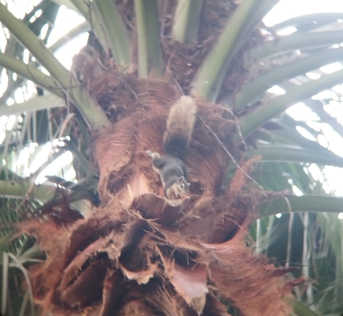 Finlayson's Squirrel - ML646829577