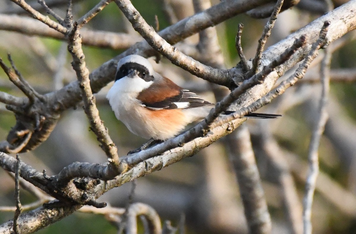 Pie-grièche à bandeau - ML646829578