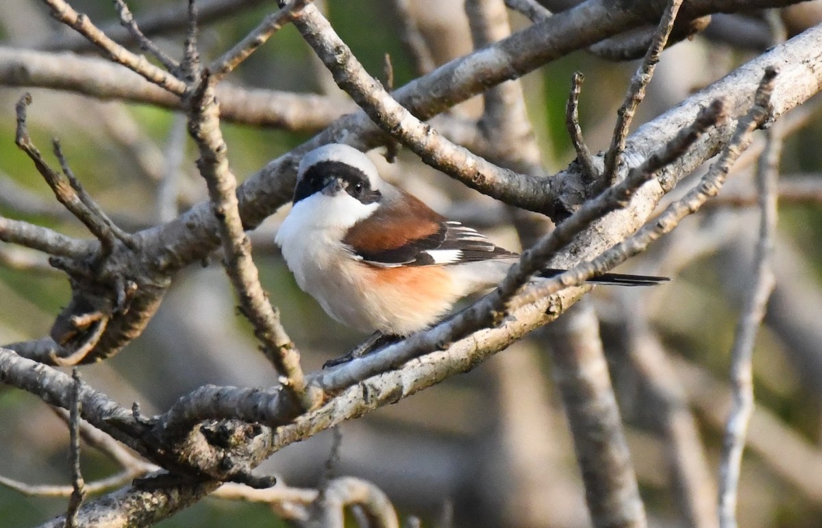 Pie-grièche à bandeau - ML646829579