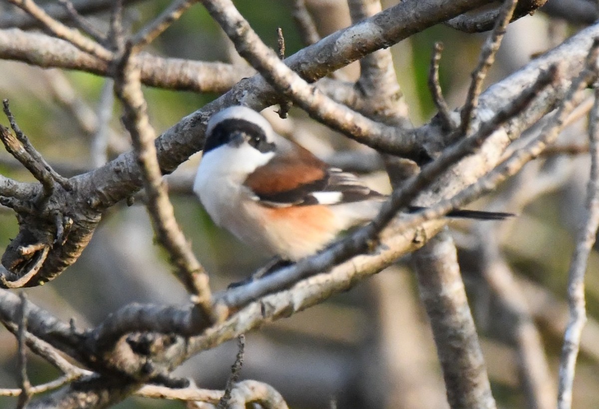 Pie-grièche à bandeau - ML646829580