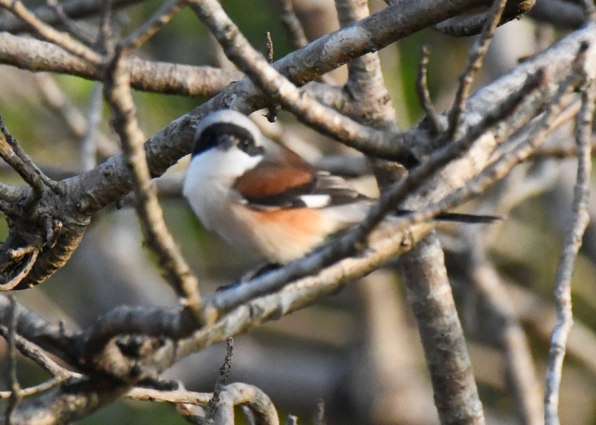 Pie-grièche à bandeau - ML646829582
