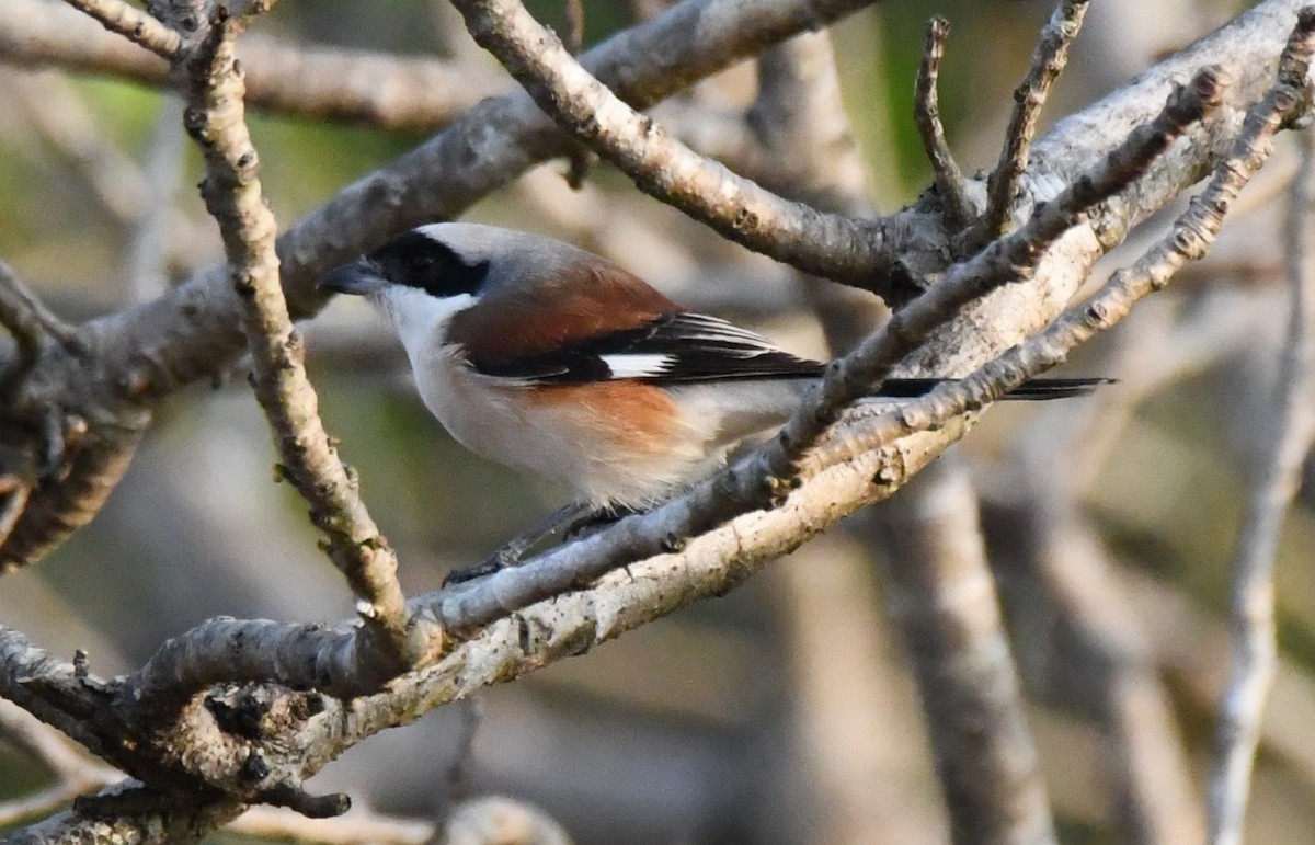 Pie-grièche à bandeau - ML646829584