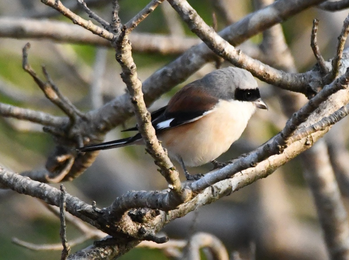 Pie-grièche à bandeau - ML646829585