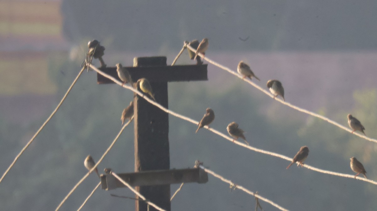 Lavandera Boyera - ML646829587