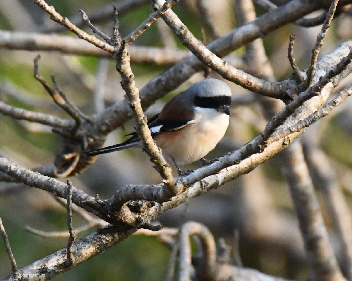 Pie-grièche à bandeau - ML646829588