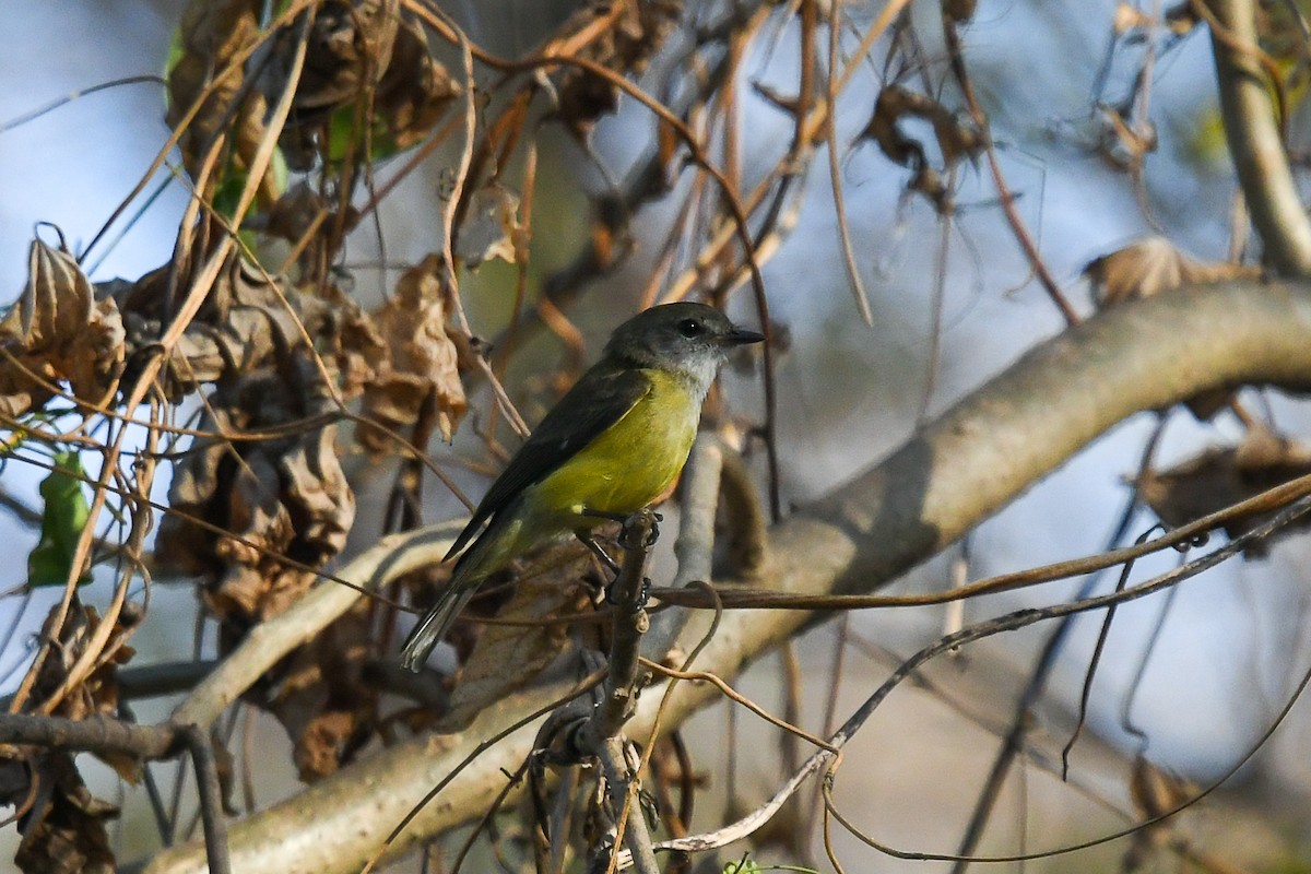 Lemon-bellied Flyrobin (Lemon-bellied) - ML646829590