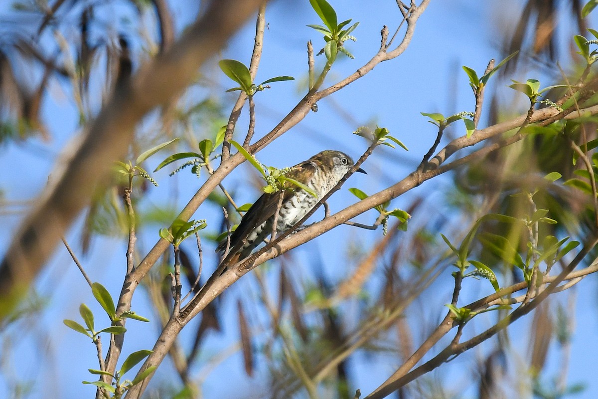 pygmégjøk (minutillus gr.) - ML646829591