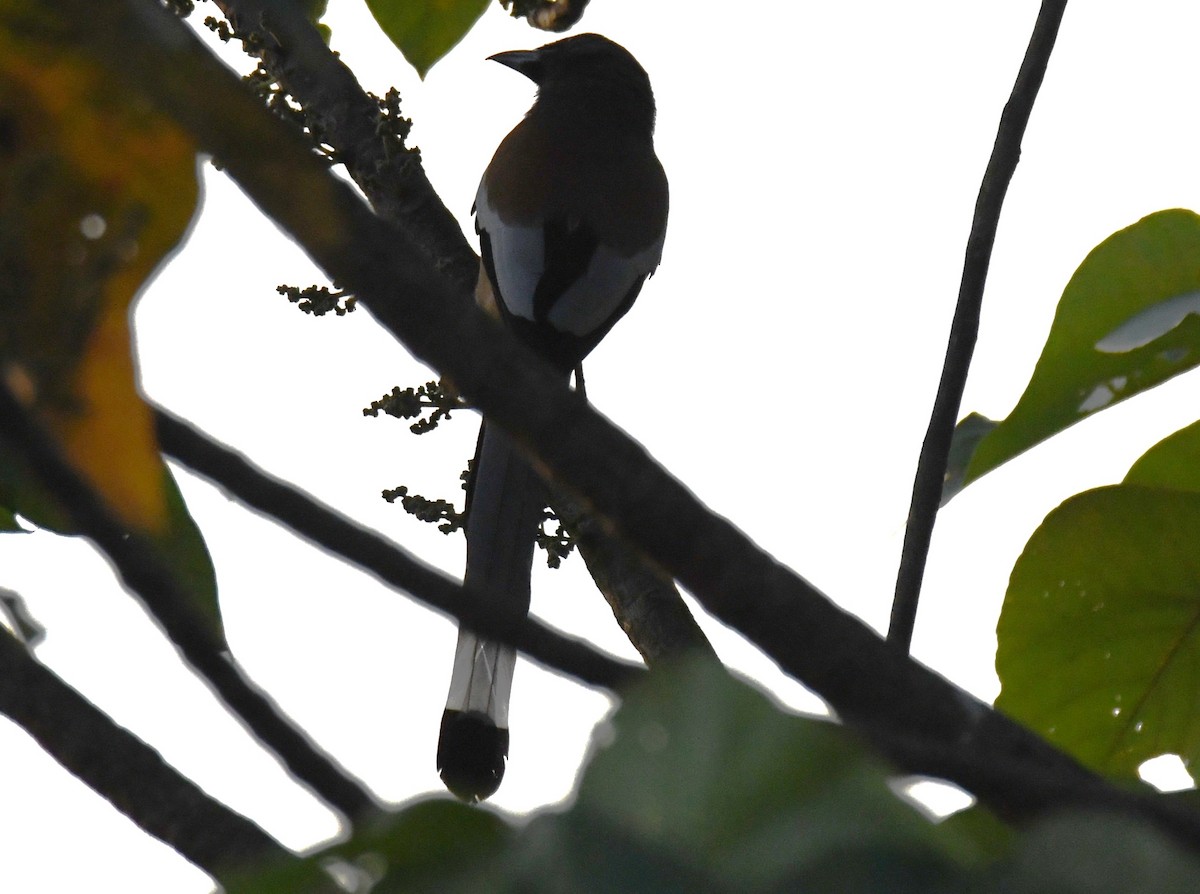 Urraca Vagabunda - ML646829592