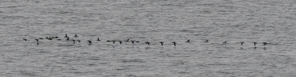 ウミスズメ - ML646829593